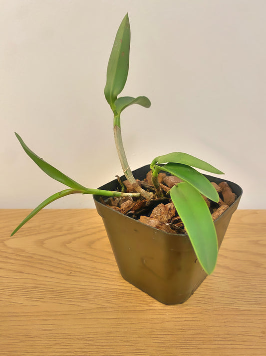 Cattleya Quinquecolor