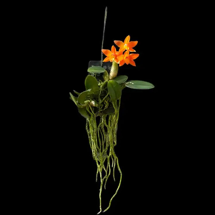 Sophronitis Cernua