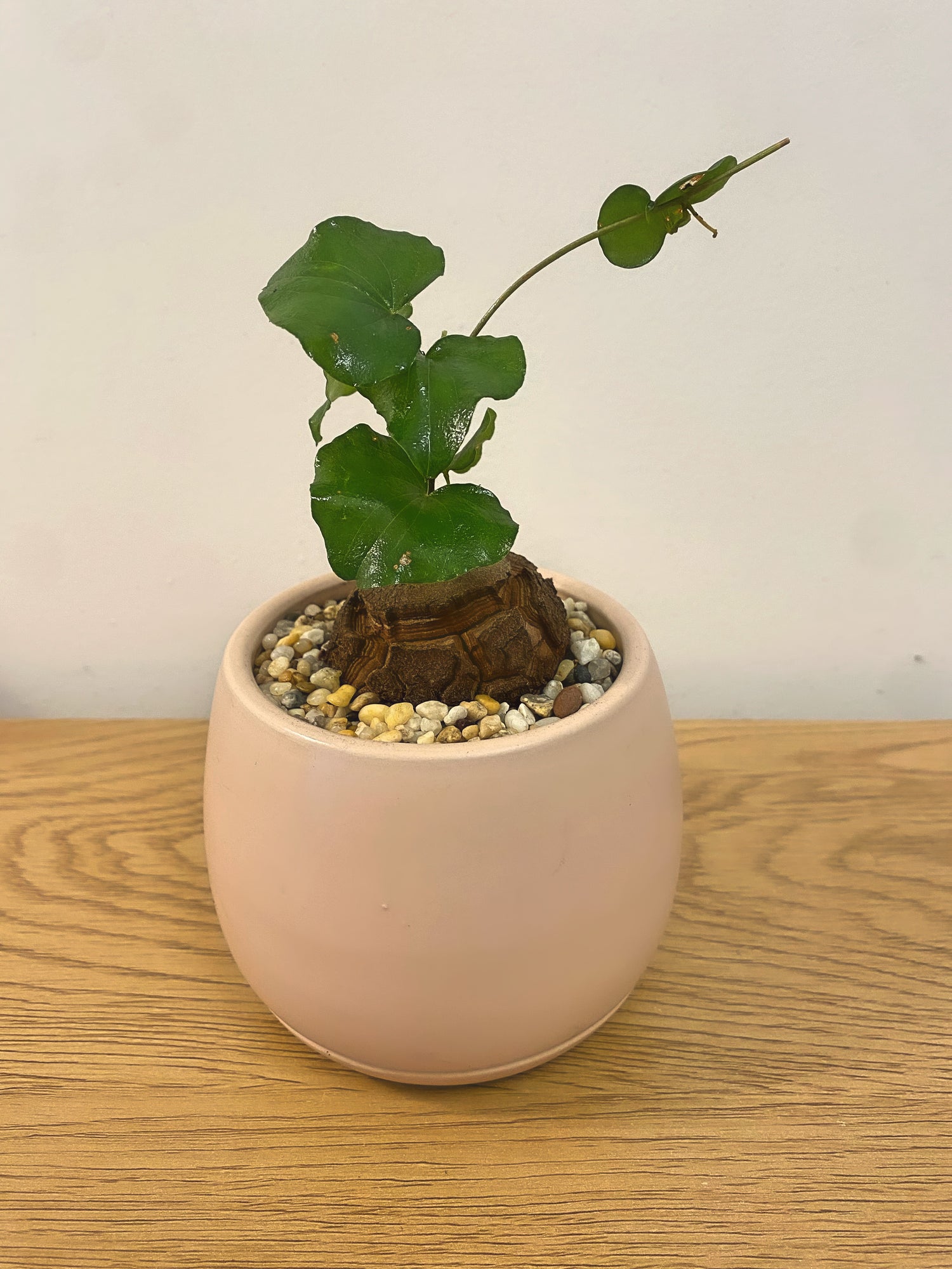 Dioscorea Elephantipes