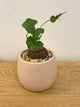 Dioscorea Elephantipes