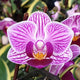 Phalaenopsis Sogo Vivien ‘SOGO F858’ (variegata & peloric)