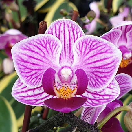 Phalaenopsis Sogo Vivien ‘SOGO F858’ (variegata & peloric)