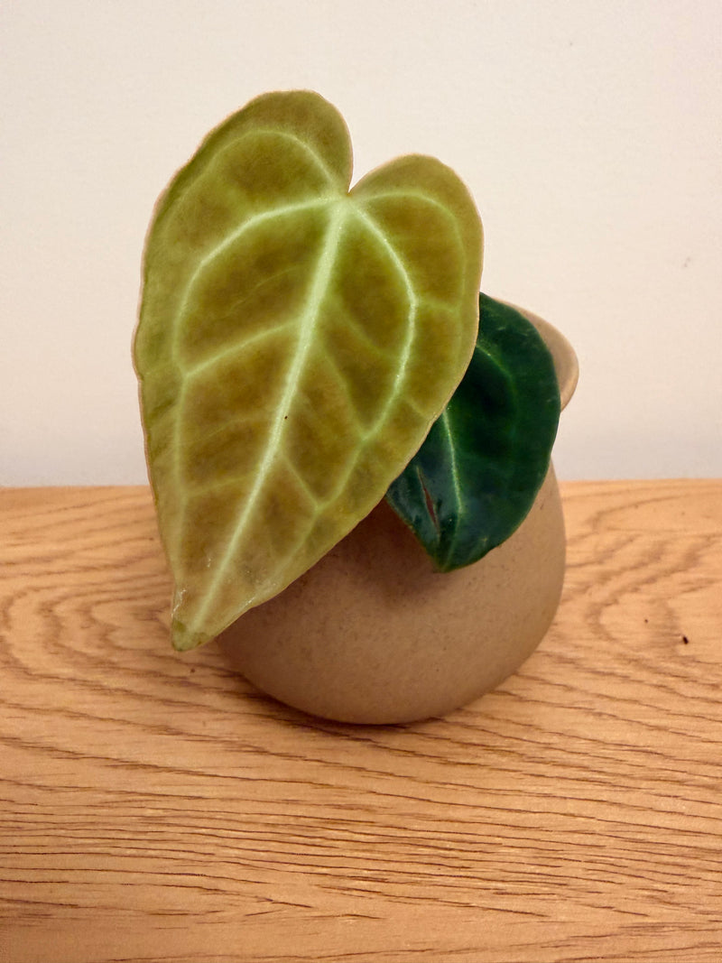 Anthurium Regale