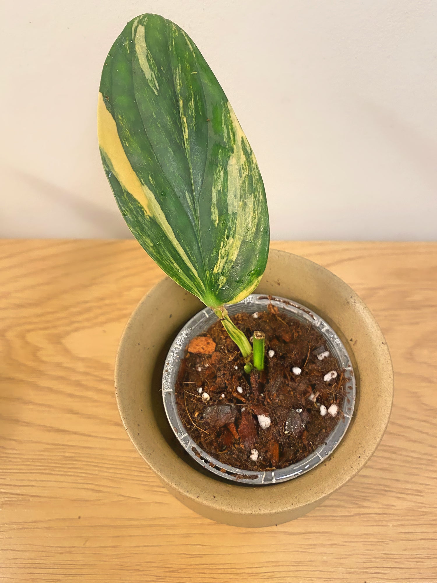 Monstera Peru Variegated (B)