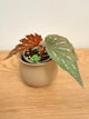 Begonia Sophie Cecile (B)