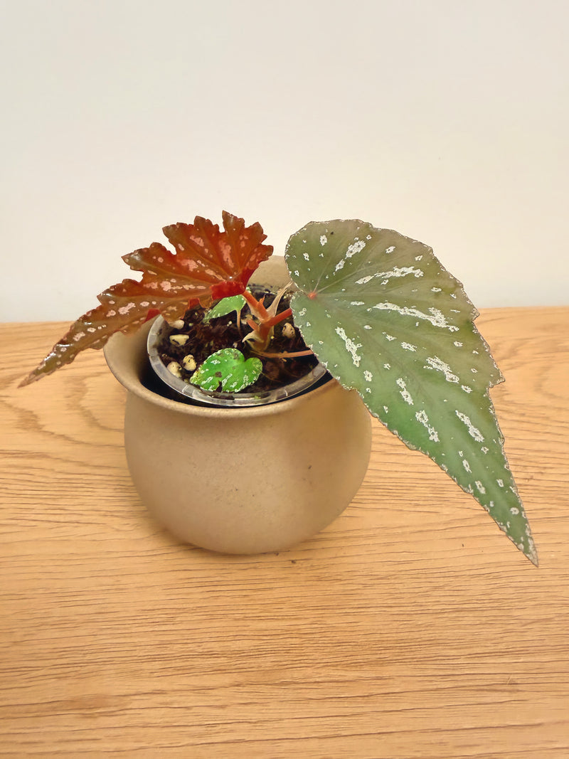 Begonia Sophie Cecile (B)