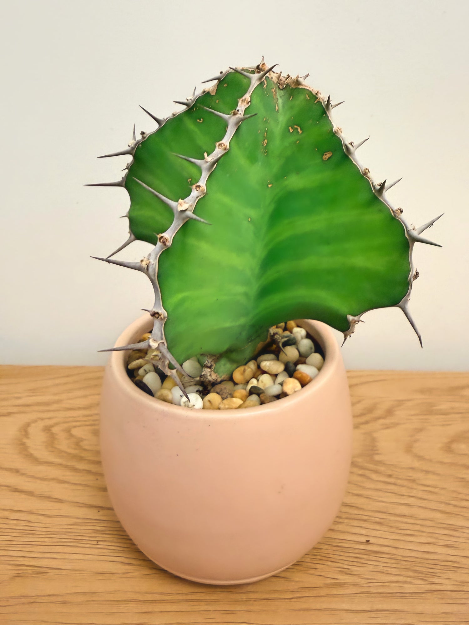 Euphorbia Grandialata