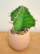 Euphorbia Grandialata