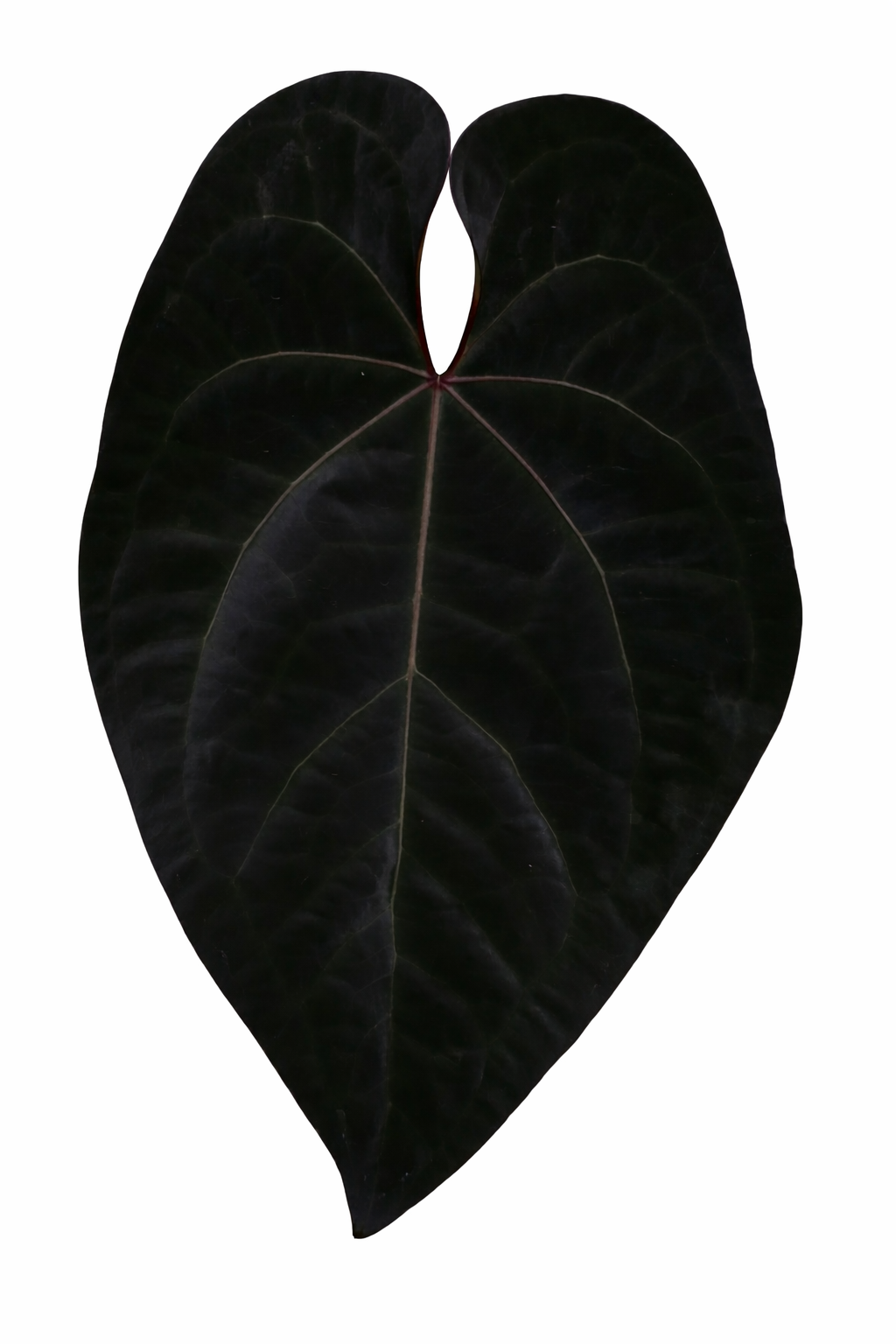 Anthurium Ace of Space (AOS)