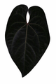 Anthurium Ace of Space (AOS)