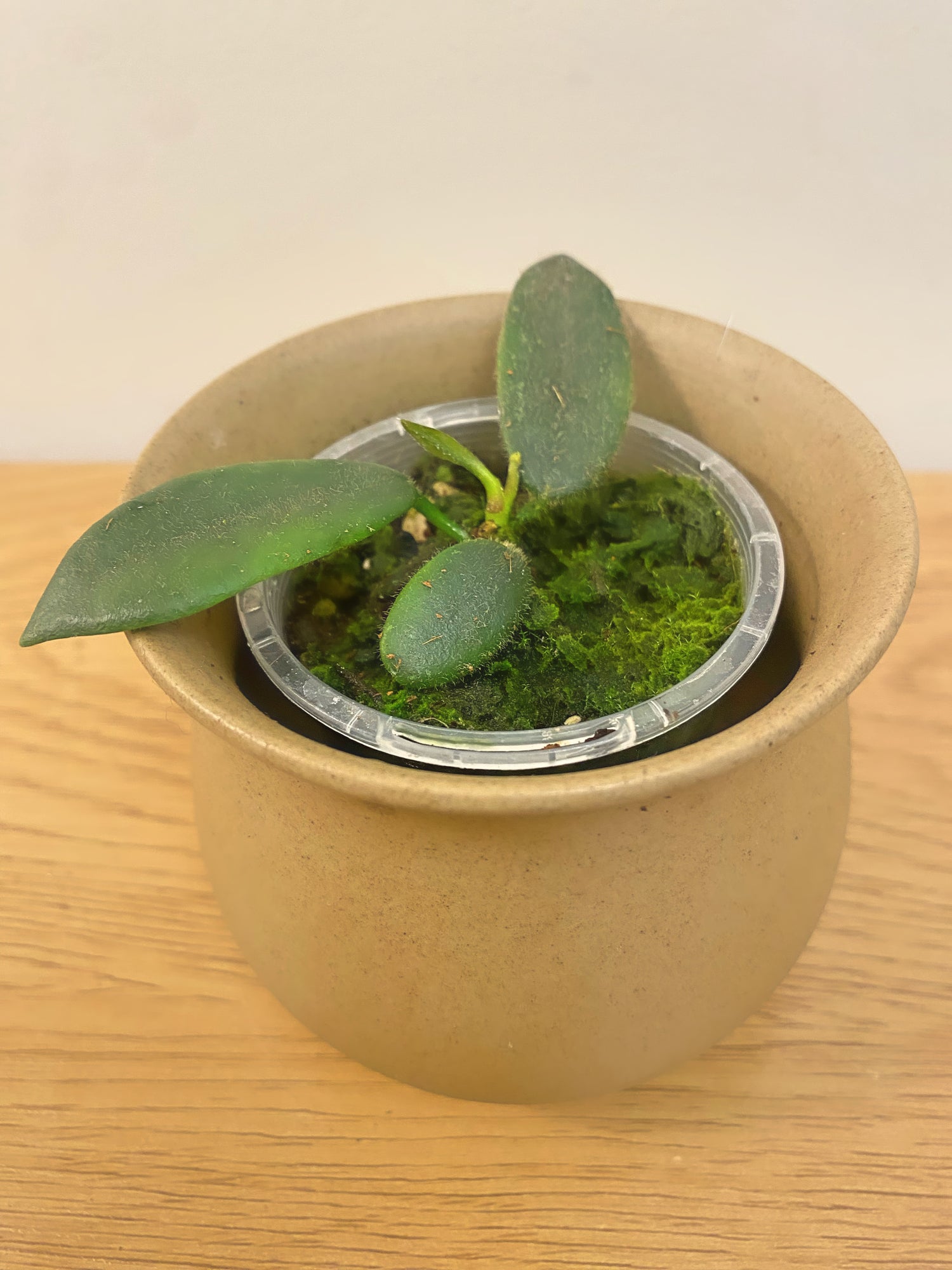 Hoya Thomsonii