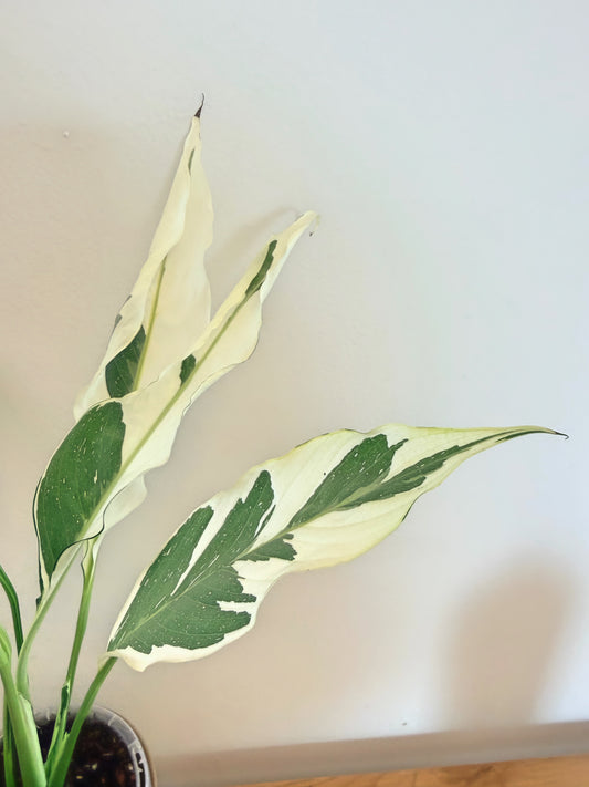 Spathiphyllum Galaxy Variegated