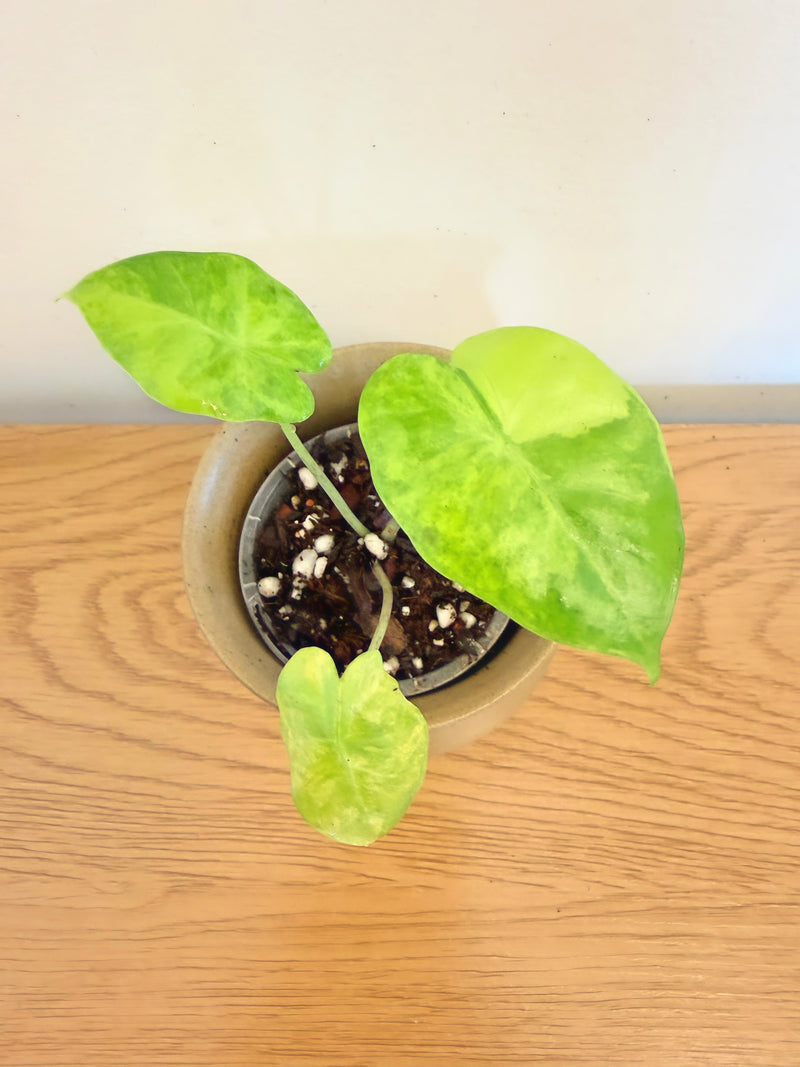Alocasia Portora Variegated