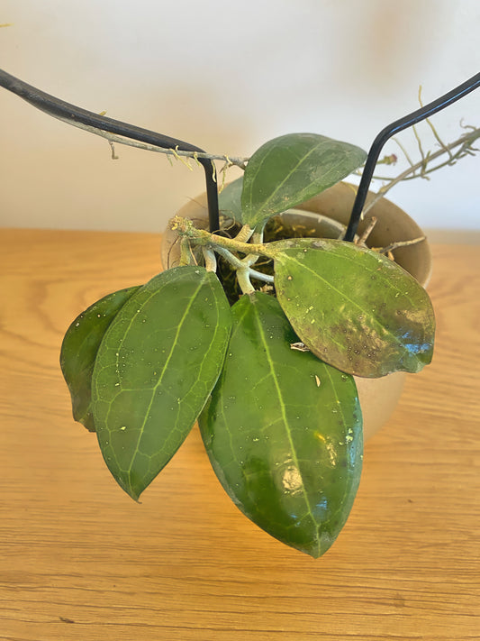 Hoya Paushirleyi
