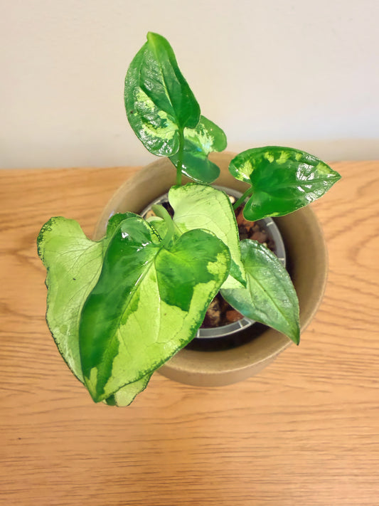 Syngonium Three Kings