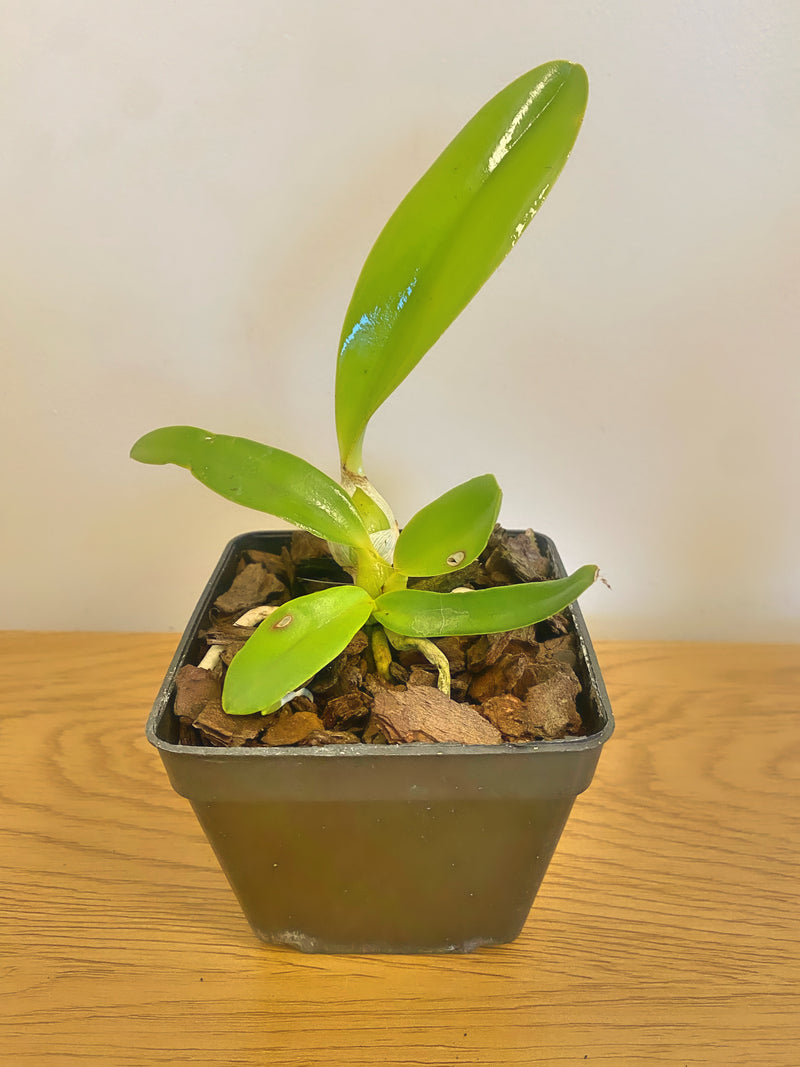 Cattleya (L.c) (Mini Purple f. coerulea ‘H + R’ 4N x Cornelia ‘Floralia’)