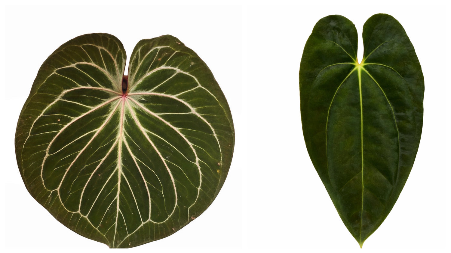 Anthurium KOS x Papillilaminum
