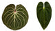 Anthurium KOS x Papillilaminum