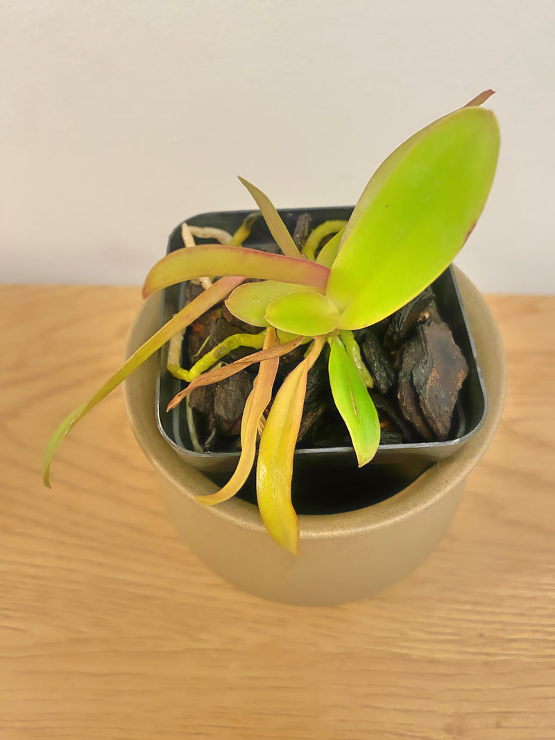 Blc. Yen 24 Karat x Rlc. Village Chief Flower