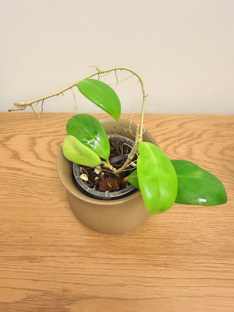 Hoya Erythrostemma ‘Sue Veronica’