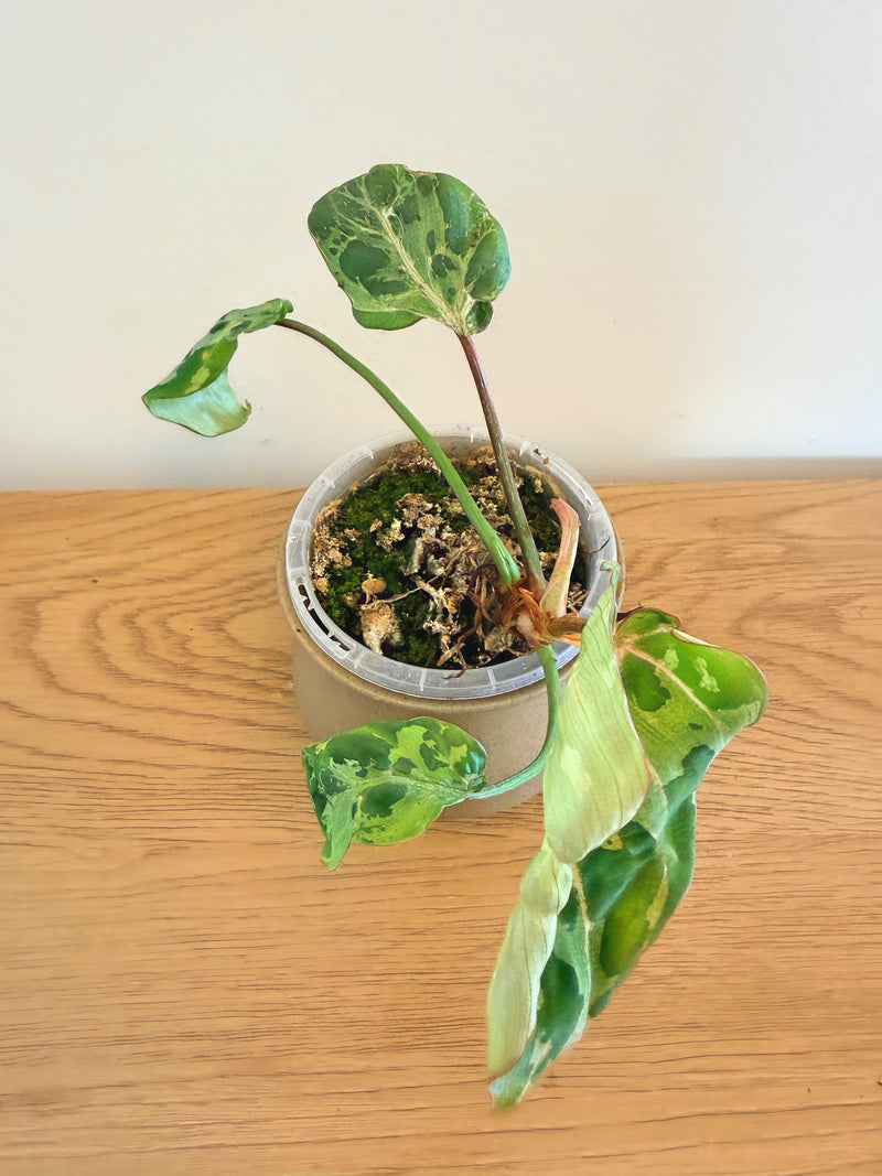Philodendron Gloriosum Snow Leopard