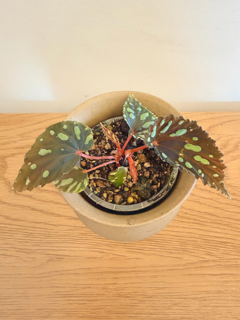 Begonia Atricha Java