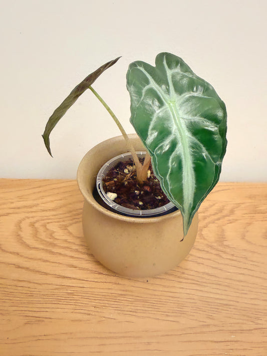 Alocasia Venom