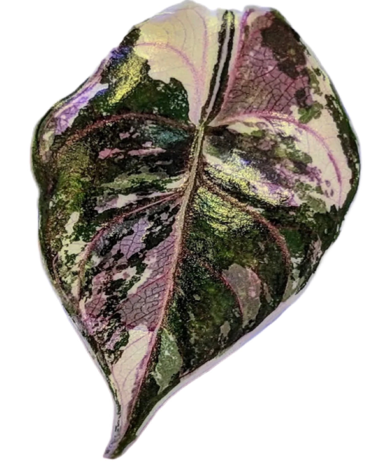Alocasia Azlanii Pink Variegated