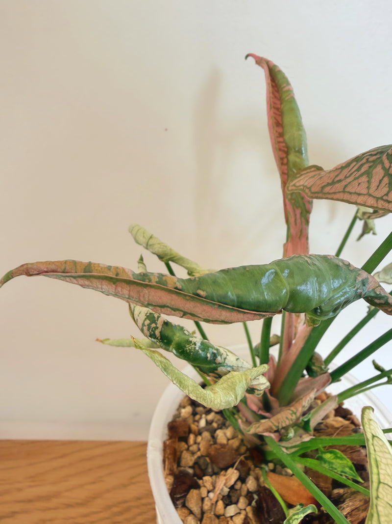 Syngonium Pink Rolli (mother plant)