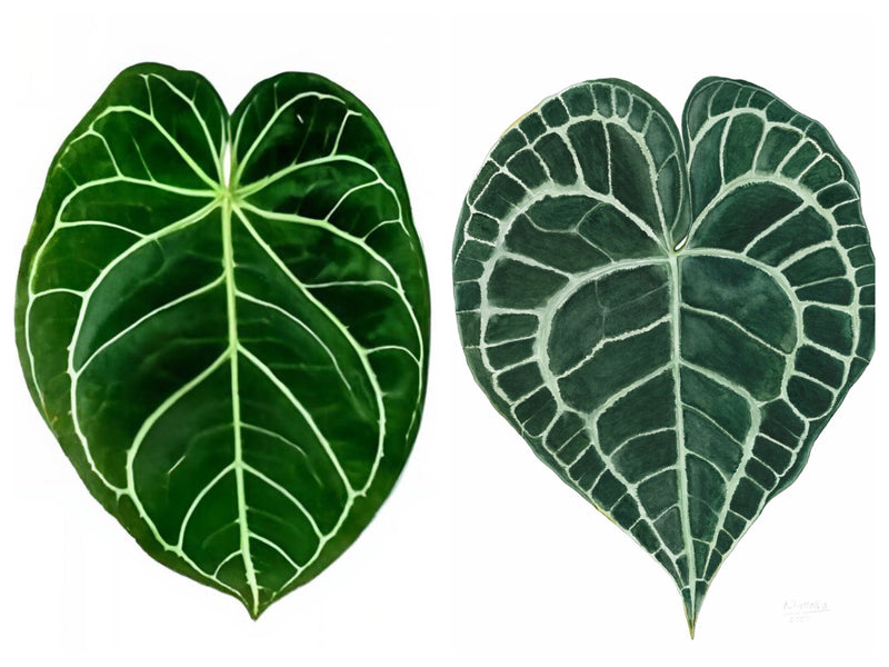 Anthurium Magnificum x Clarinervium