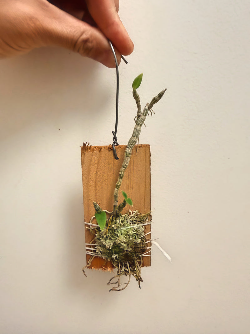 Dendrobium Loddigesii