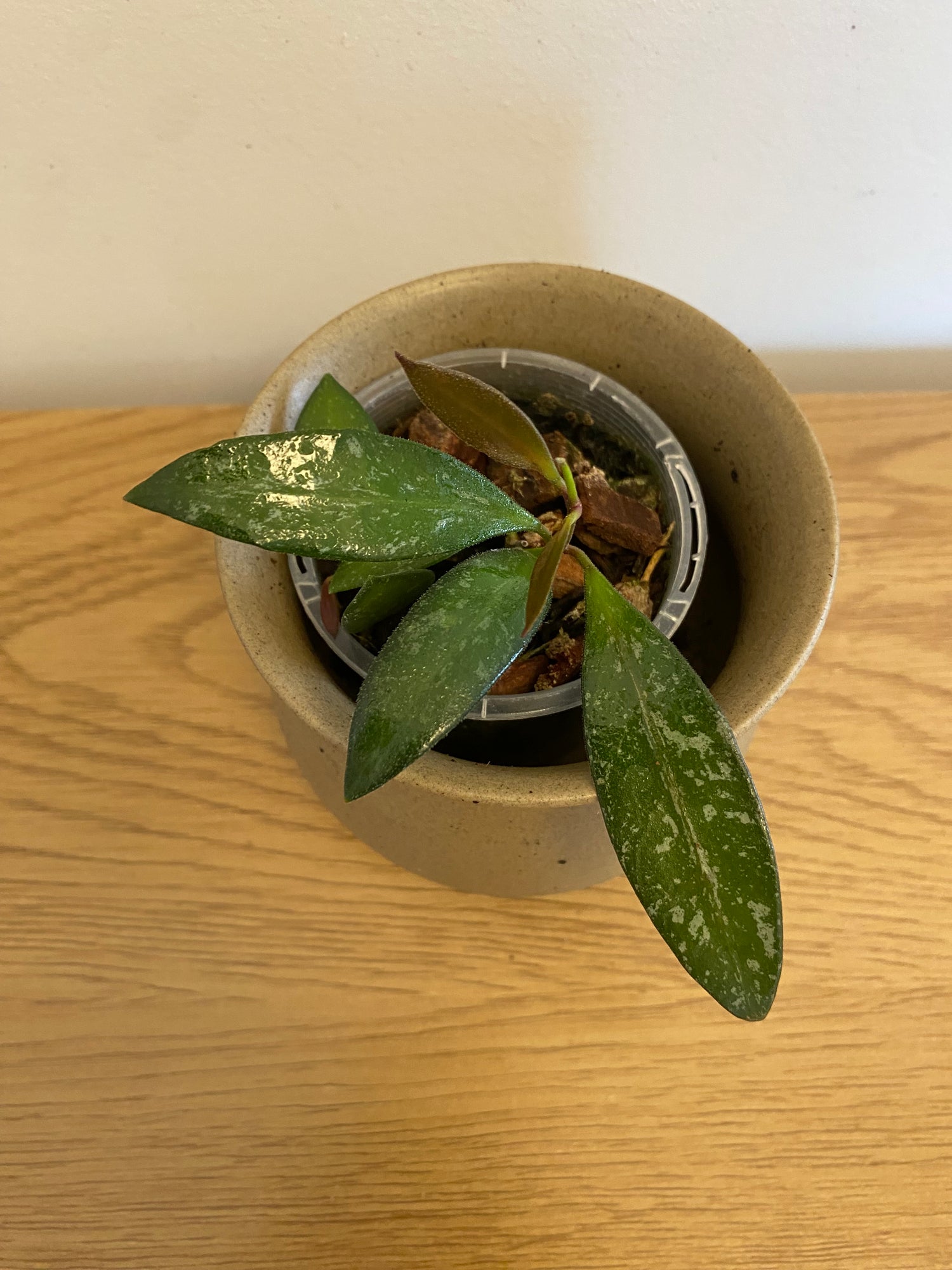 Hoya Rosita Splash