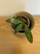 Hoya Rosita Splash