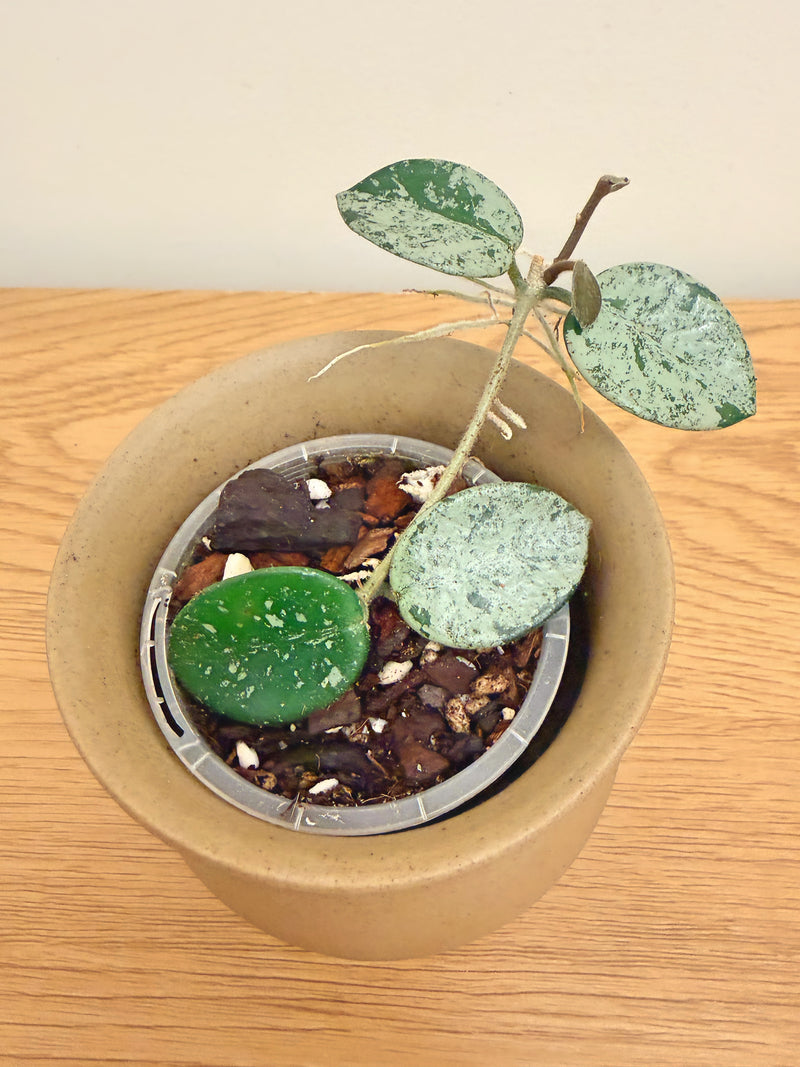 Hoya Mathilde Silver Splash