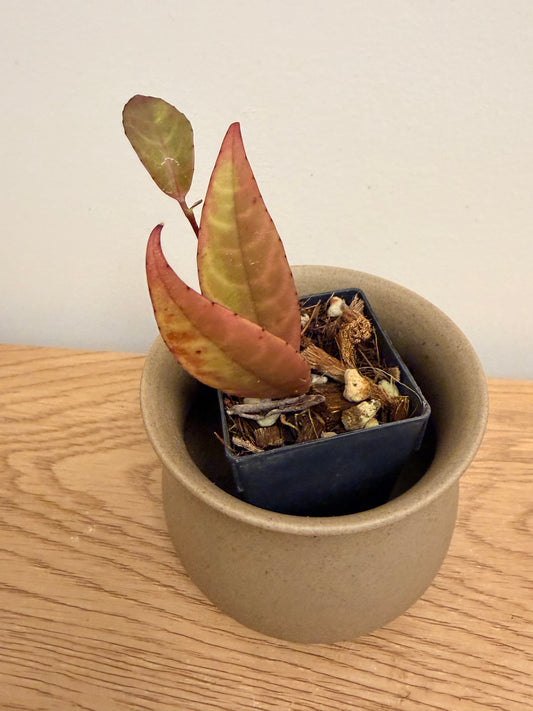 Aeschynanthus Longicaulis