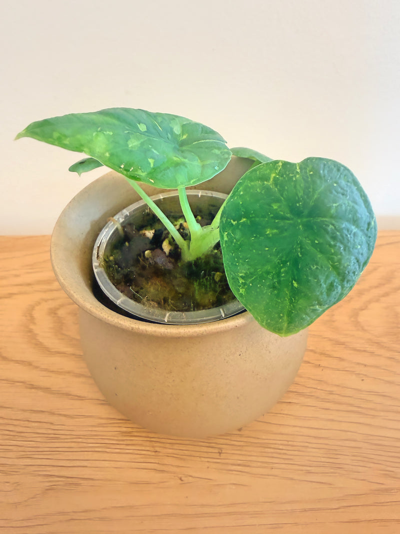 Alocasia Chaii Variegated