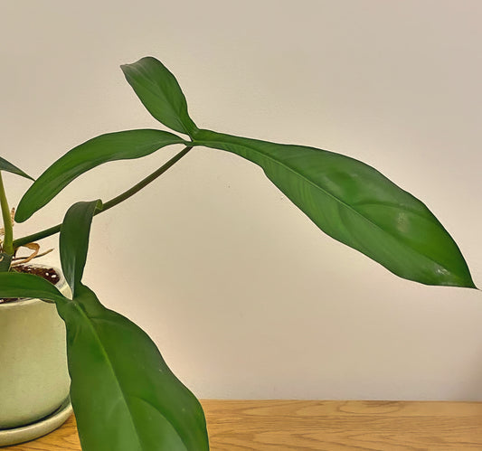 Philodendron 69686