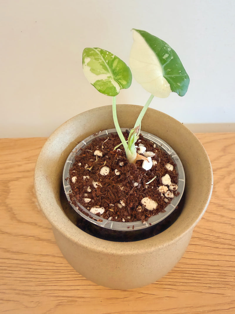 Alocasia Black Velvet Pink