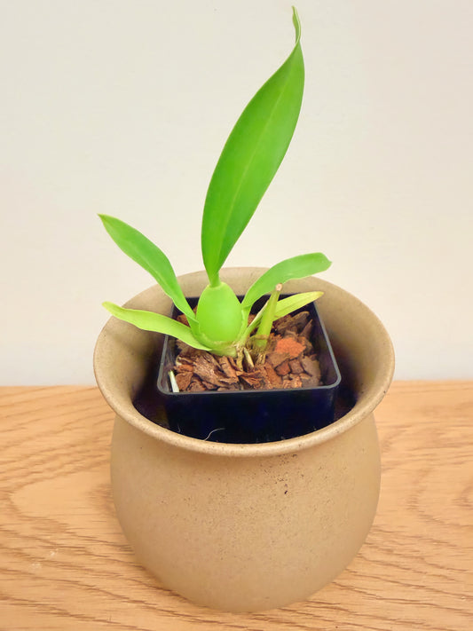 Oncidium Jiuhbao Gold ‘Tainan’ AM/AOS