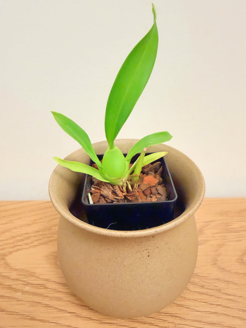 Oncidium Jiuhbao Gold ‘Tainan’ AM/AOS