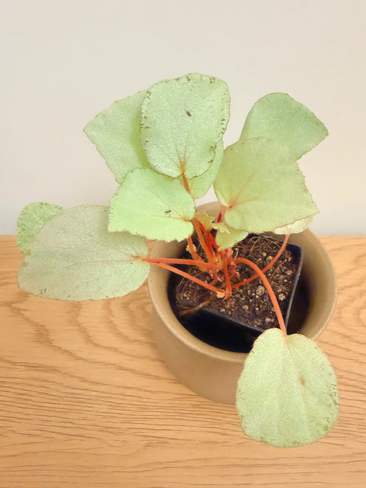 Begonia ‘Purely Platinum’