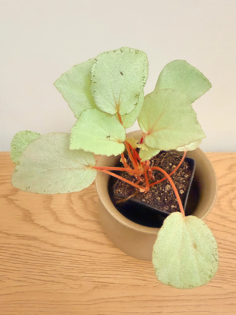 Begonia ‘Purely Platinum’