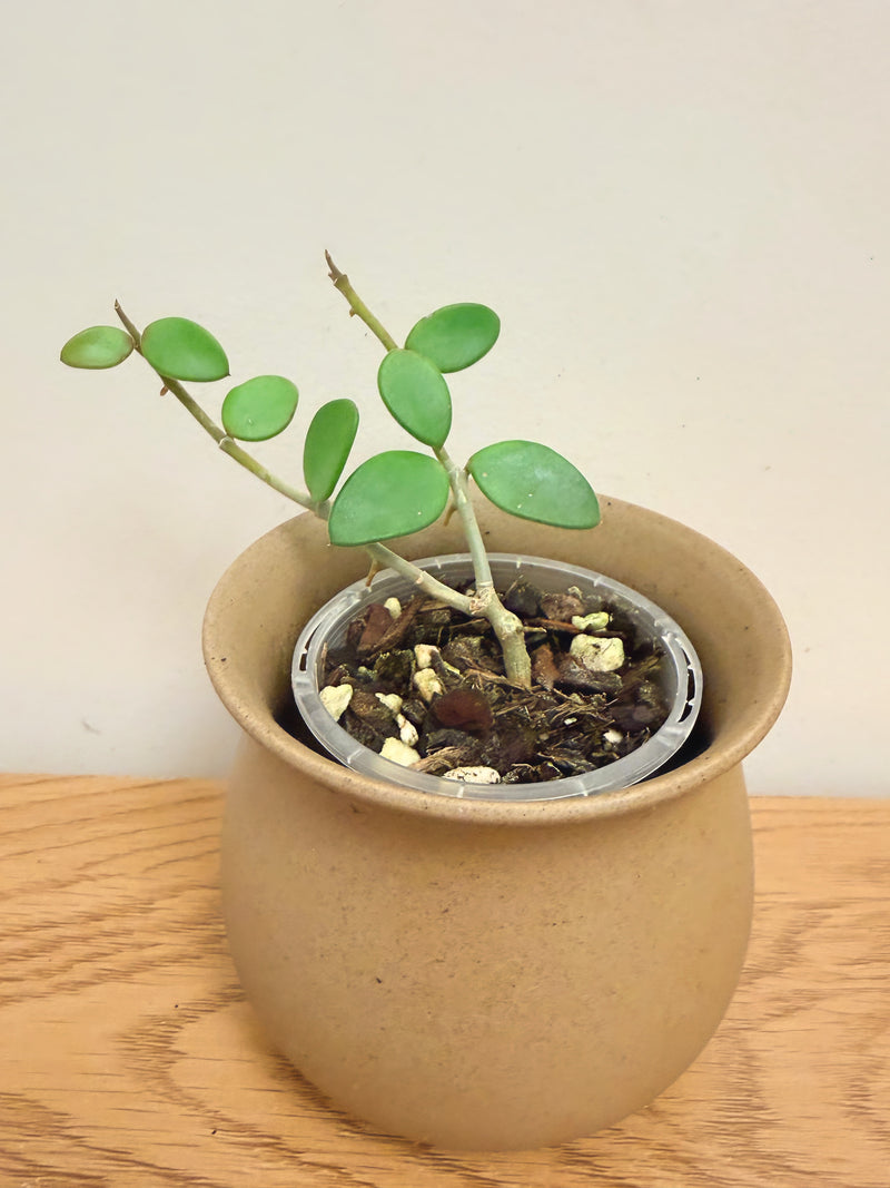 Hoya Nummularioides