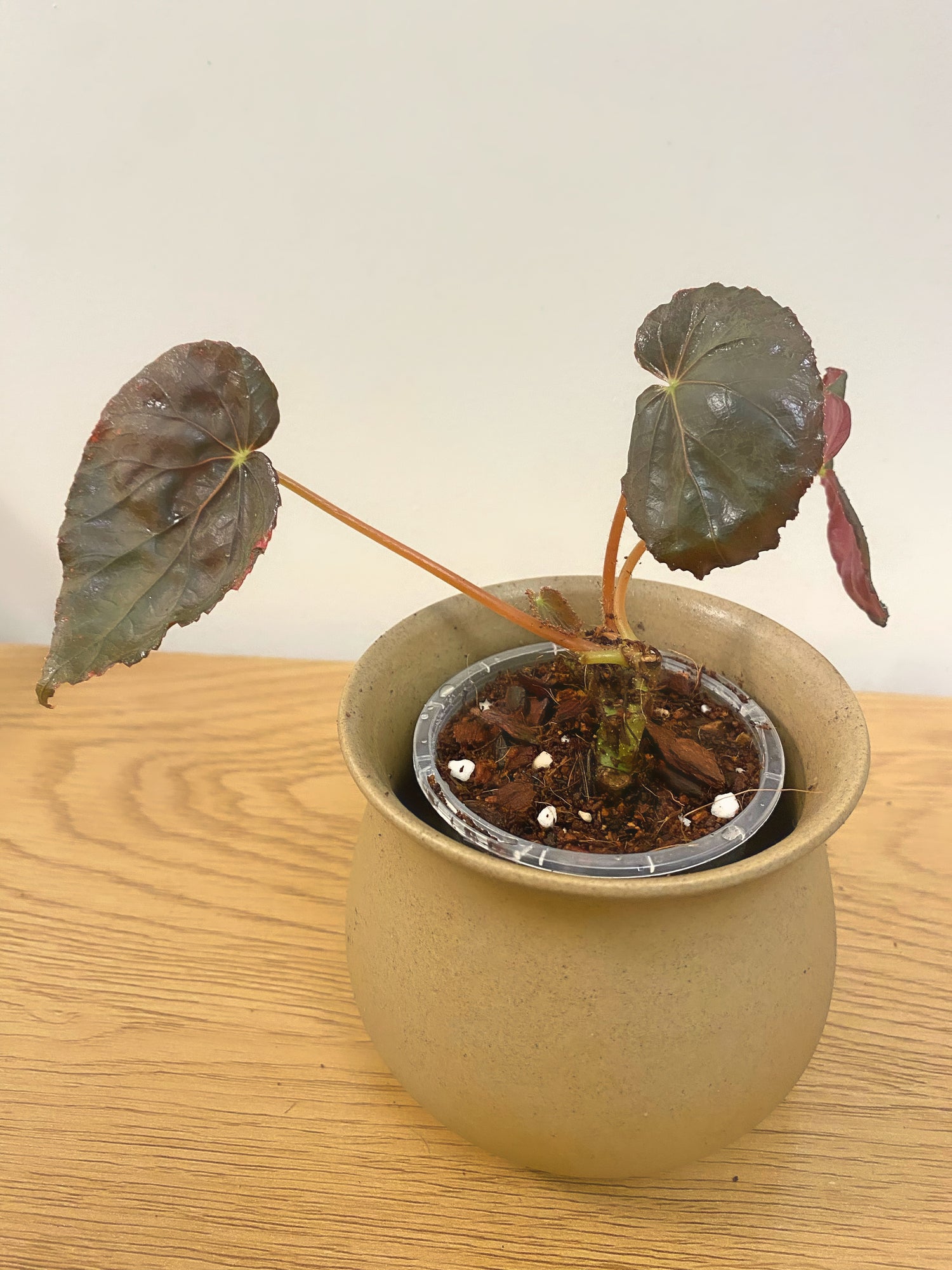 Begonia Pavonina