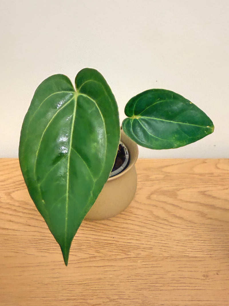 Anthurium (Mag x Red Crystal) x Papi