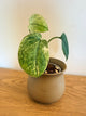 Scindapsus Variegated