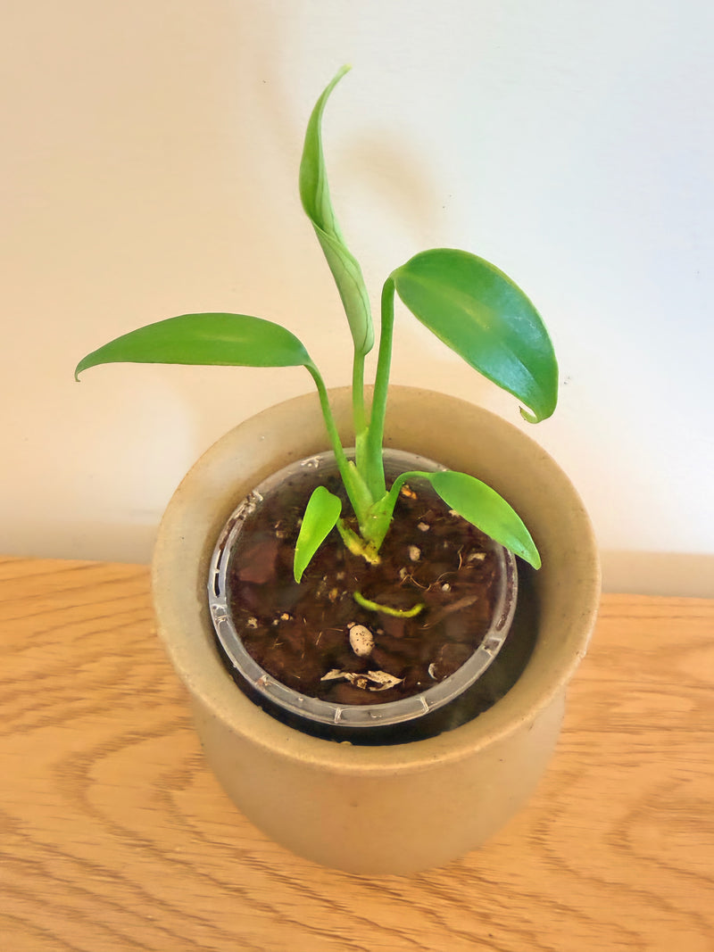 Monstera Burle Marx Flame