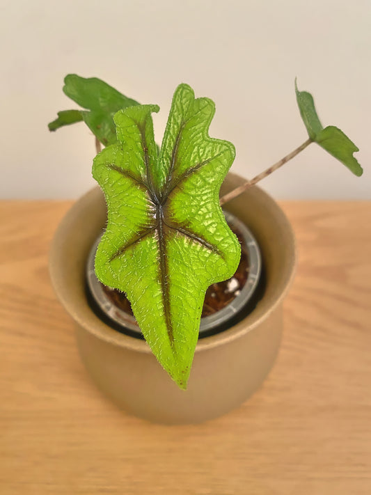 Alocasia Jacklyn