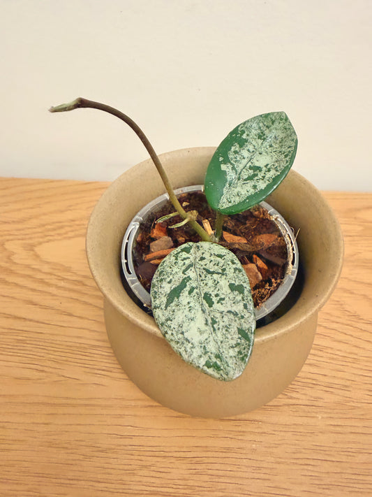 Hoya Carnosa Wilbur Grave