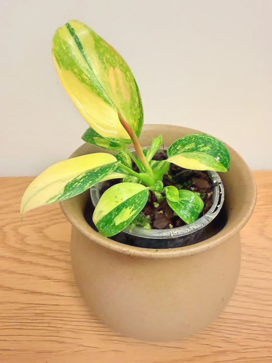 Philodendron Green Congo Variegated